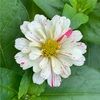 sunflower9131